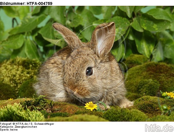 junges Zwergkaninchen / young dwarf rabbit / HTFA-004759