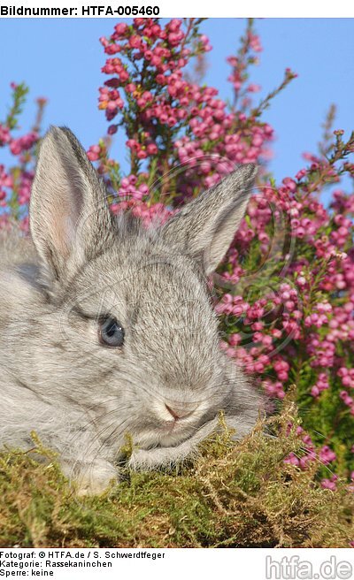 junges Angorakaninchen / young rabbit / HTFA-005460