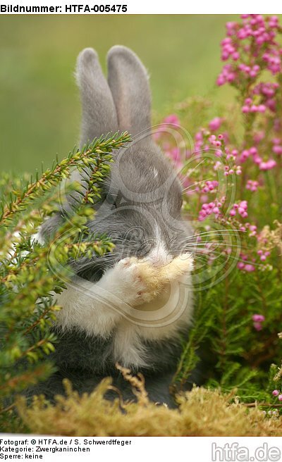 Zwergkaninchen / dwarf rabbit / HTFA-005475