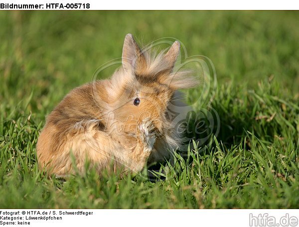 junges Löwenköpfchen / young lion-headed rabbit / HTFA-005718