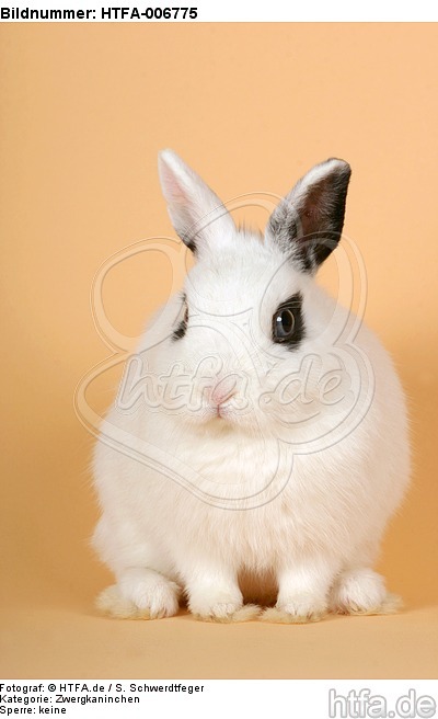 Zwergkaninchen / dwarf rabbit / HTFA-006775