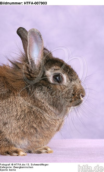 Zwergkaninchen / dwarf rabbit / HTFA-007903