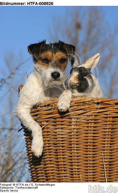 Parson Russell Terrier und Zwergkaninchen / prt and dwarf rabbit / HTFA-008526