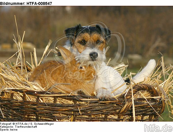 Parson Russell Terrier und Zwergkaninchen / prt and dwarf rabbit / HTFA-008547