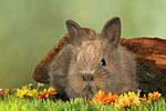 Zwergkaninchen / dwarf rabbit