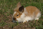 Löwenköpfchen / lion-headed bunny