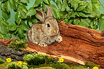 junges Zwergkaninchen / young dwarf rabbit