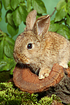 junges Zwergkaninchen / young dwarf rabbit