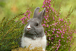 Zwergkaninchen / dwarf rabbit