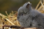 junges Zwergkaninchen / young dwarf rabbit