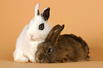 Zwergkaninchen / dwarf rabbits