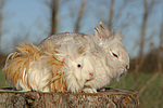 Meerschwein und Zwergkaninchen / guninea pig and dwarf rabbit