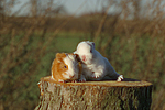 Meerschwein und Zwergkaninchen / guninea pig and dwarf rabbit