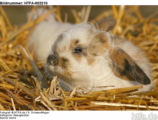 Zwergwidder / lop-eared bunny / HTFA-003210
