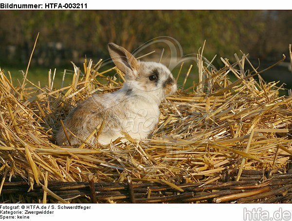 Zwergwidder / lop-eared bunny / HTFA-003211