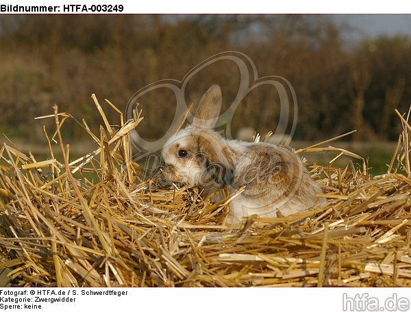 Zwergwidder / lop-eared bunny / HTFA-003249
