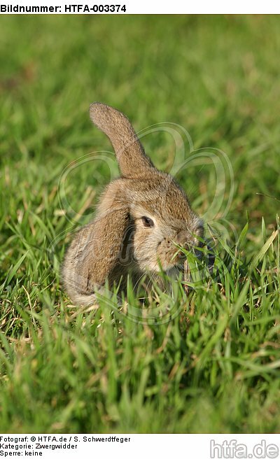 Zwergwidder / lop-eared bunny / HTFA-003374