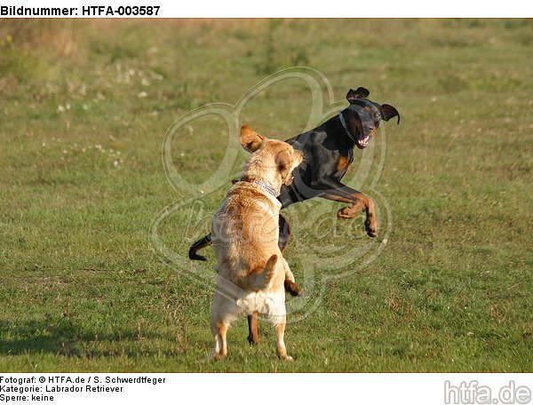 Labrador Retriever und Dobermann / Labrador Retriever und Doberman Pinscher / HTFA-003587