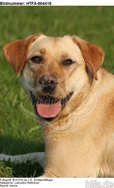 Labrador Retriever / HTFA-004416