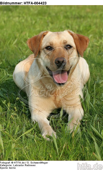 Labrador Retriever / HTFA-004423