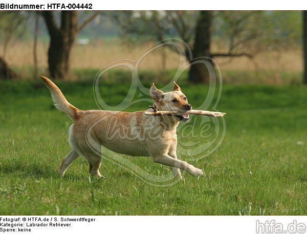 Labrador Retriever / HTFA-004442