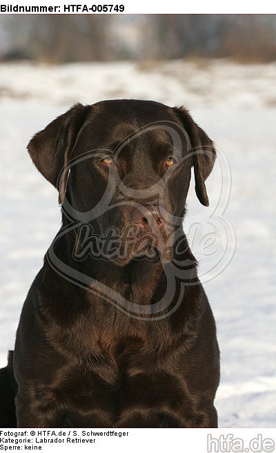 Labrador Retriever / HTFA-005749