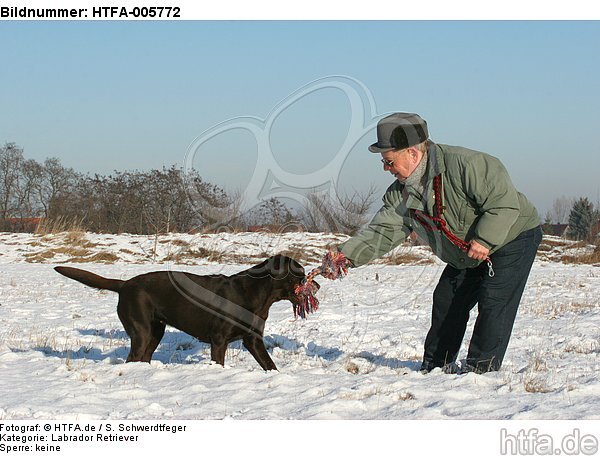 Labrador Retriever / HTFA-005772