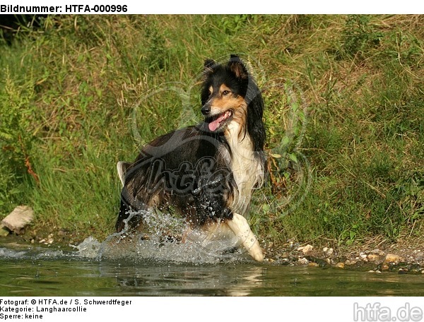 rennender Langhaarcollie / running longhaired collie / HTFA-000996