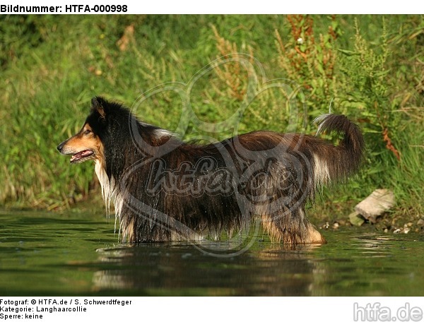 badender Langhaarcollie / bathing longhaired collie / HTFA-000998