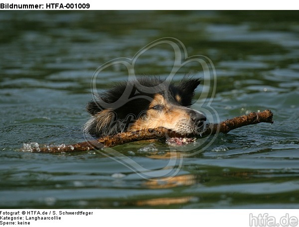 spielender Langhaarcollie / playing longhaired collie / HTFA-001009