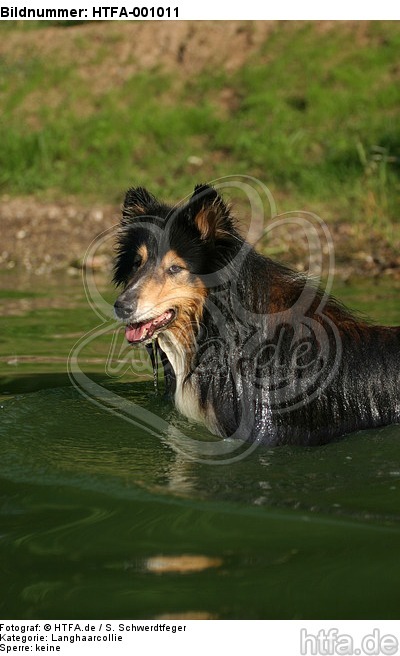 badender Langhaarcollie / bathing longhaired collie / HTFA-001011