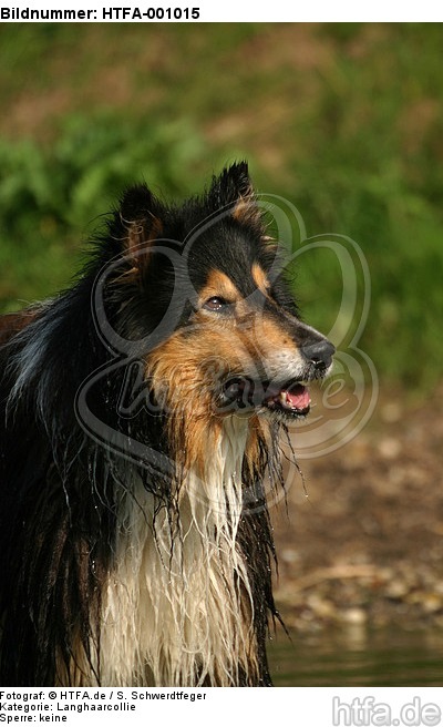 Langhaarcollie Portrait / longhaired collie portrait / HTFA-001015