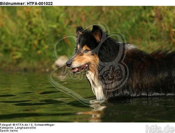 badender Langhaarcollie / bathing longhaired collie / HTFA-001022