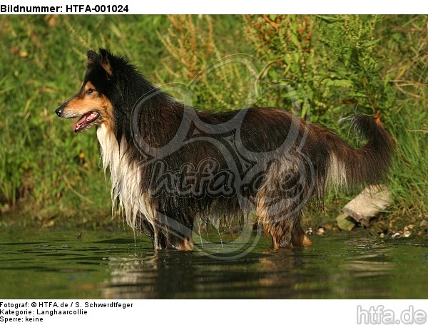 badender Langhaarcollie / bathing longhaired collie / HTFA-001024