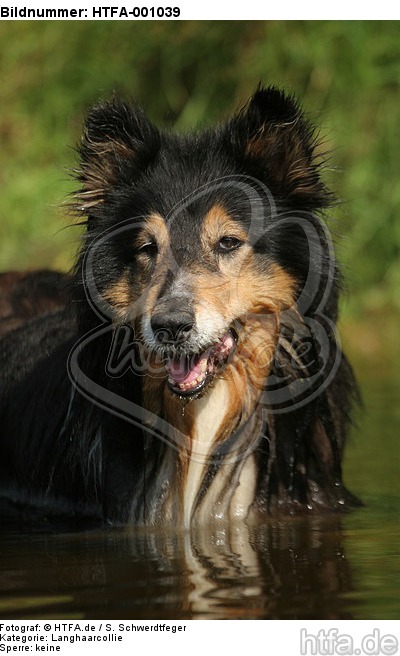 badender Langhaarcollie / bathing longhaired collie / HTFA-001039