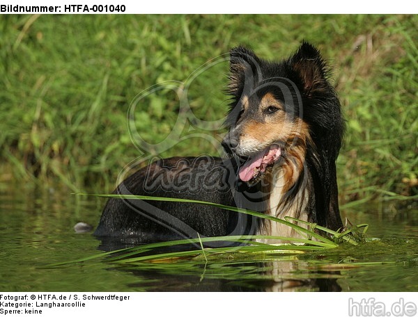 badender Langhaarcollie / bathing longhaired collie / HTFA-001040