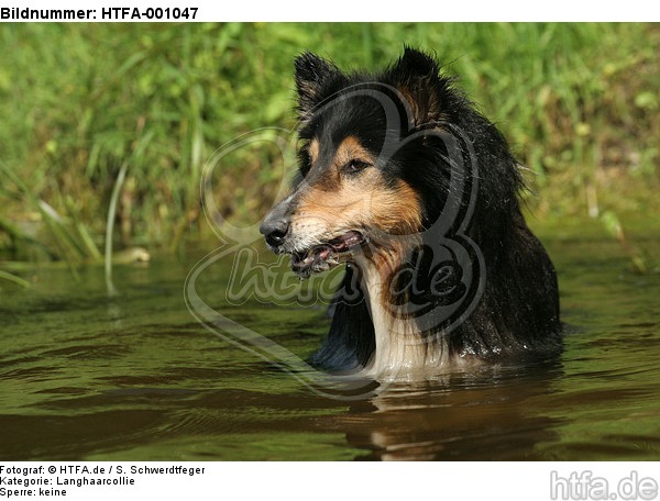 badender Langhaarcollie / bathing longhaired collie / HTFA-001047