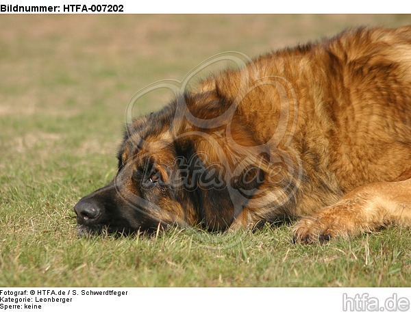 Leonberger / HTFA-007202