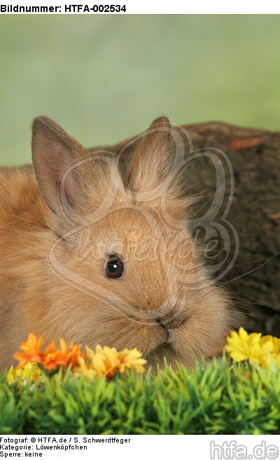 Löwenköpfchen / lion-headed bunny / HTFA-002534