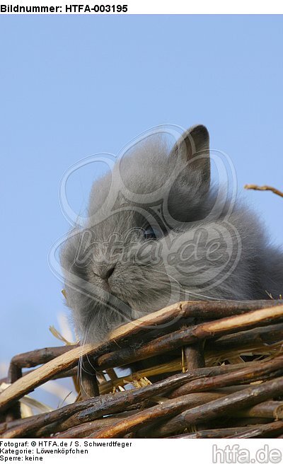 Löwenköpfchen / lion-headed bunny / HTFA-003195