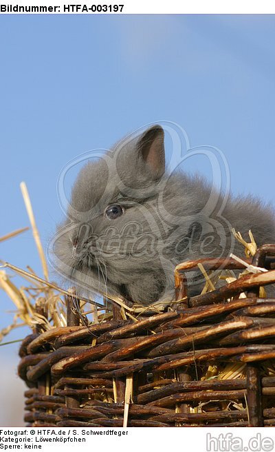 Löwenköpfchen / lion-headed bunny / HTFA-003197