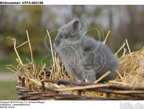 Löwenköpfchen / lion-headed bunny / HTFA-003199