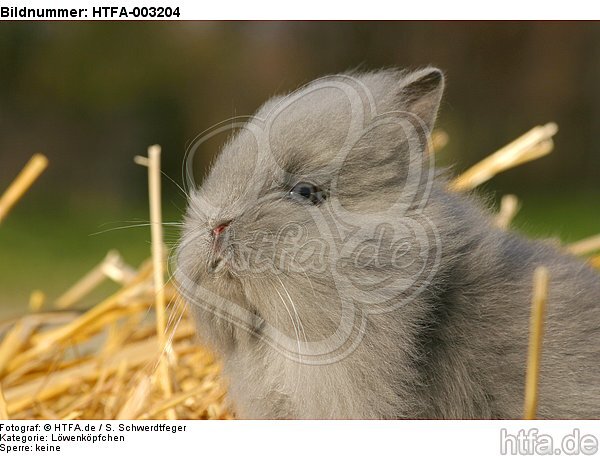 Löwenköpfchen / lion-headed bunny / HTFA-003204