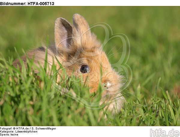 junges Löwenköpfchen / young lion-headed rabbit / HTFA-005713