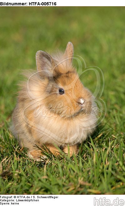 junges Löwenköpfchen / young lion-headed rabbit / HTFA-005716