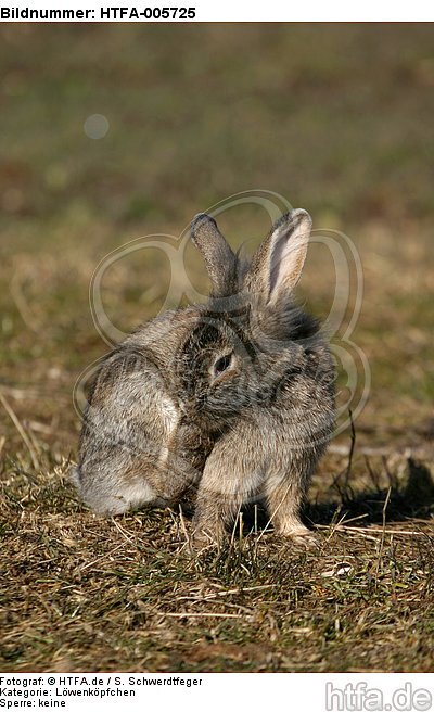 Löwenköpfchen / lion-headed rabbit / HTFA-005725