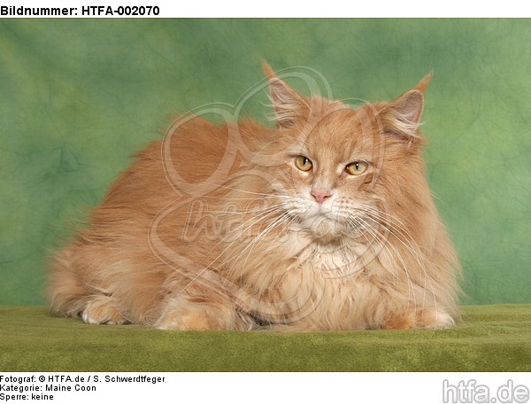 Maine Coon / HTFA-002070