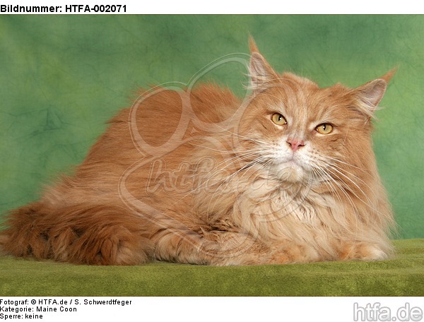 Maine Coon / HTFA-002071