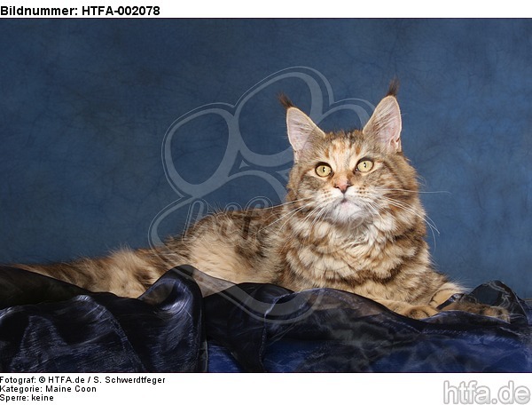 Maine Coon / HTFA-002078