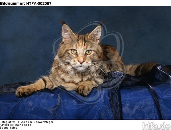 Maine Coon / HTFA-002087